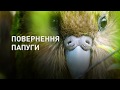 Возвращение попугая