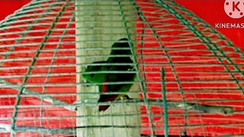 Part1 BREEDING SERINDIT,,keadaan hari pertama #serindit #memikatserindit #kicauburung