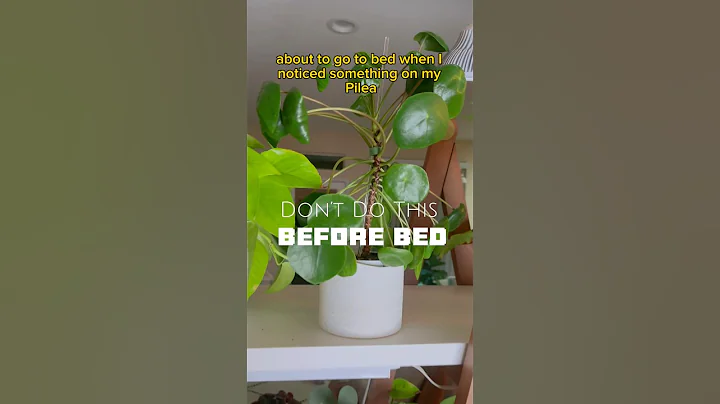 DON’T DO THIS before bed #shorts #houseplants #plantcare #propagation #repotting #plantsofyoutube