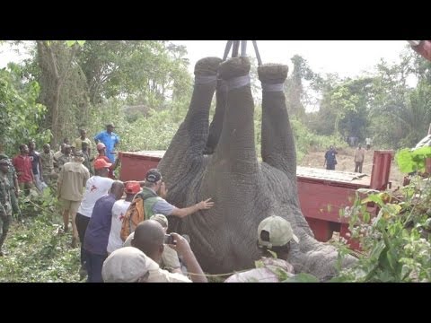 Video: Cómo Atrapar Un Elefante