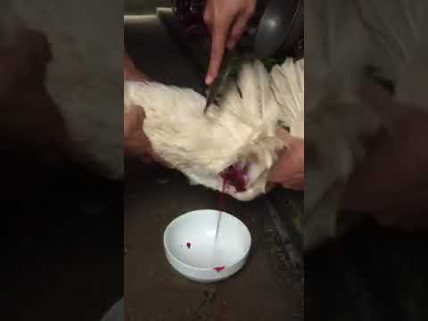 Cắt tiết vịt chuẩn