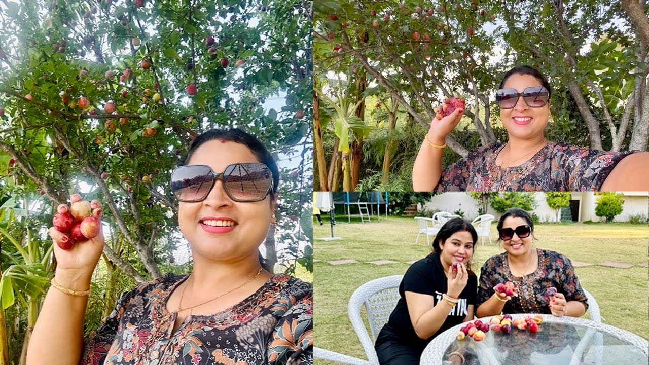 Organic Plum & Peach Picking With Friends In Uttarakhand....!!! YouTube