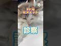 呼吸が苦しい3ヶ月のミヌエットが動物病院にやってきた!