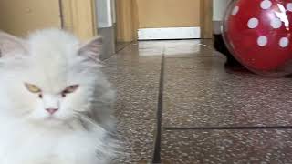 Blacky and browni in playing mood with their mom 🐱 by Universal Cattery 11 views 3 days ago 1 minute, 31 seconds
