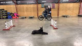 Giant Schnauzer 13m Old 'Lala' Life Proofing Bicycle Heeling Skill Always Available To Be With You