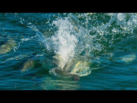 Fishing With No Hooks - Teasing Jack Crevalle Into Range 