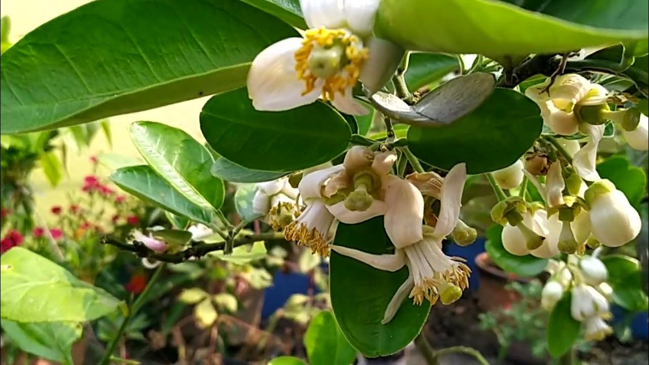 Flowering a Pomelo Tree🌲 and it's Care YouTube