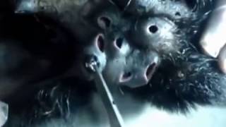 bot fly removal incredible