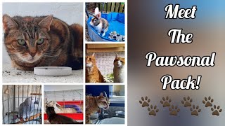 Rabbits, Cats, Ferret & Parrot (Oh My) 🐾 by Pawsonal Pet Care 154 views 9 months ago 5 minutes, 35 seconds