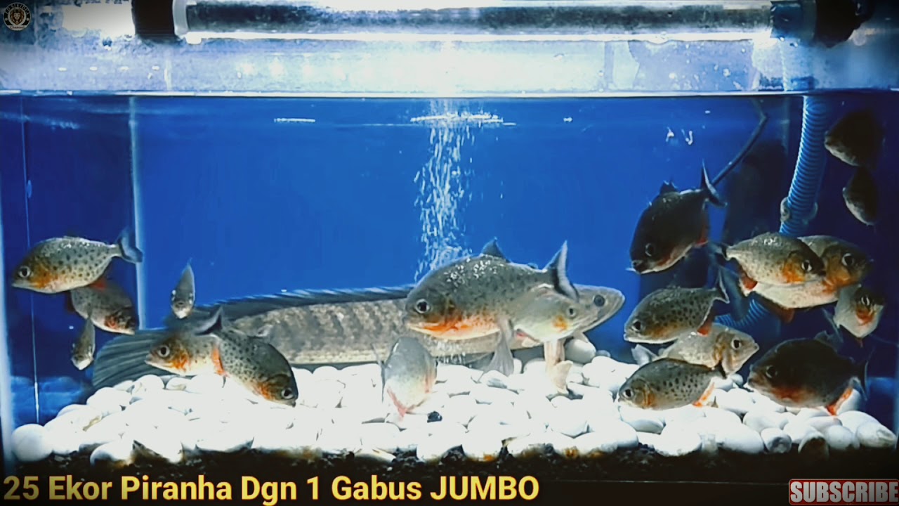 Piranha Tidak Suka Makan Ikan Gabus Besar YouTube