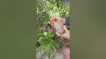 Giống Bưởi Đỏ số lượng có Hạn bạn nào mua gọi 0987176656 i Dương Cây Cảnh