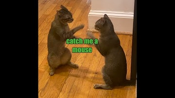 Cats play Cattynip