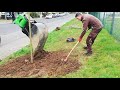 Германия Работники🌳Садят Деревья Экскаватор Schaeff Городское Озеленение Planting Trees Germany