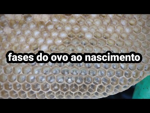 Vídeo: Em que mês as abelhas põem ovos?