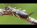 10 Biggest Insects Ever Found