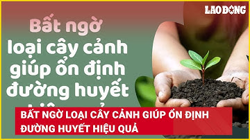 Bất ngờ loại cây cảnh giúp ổn định đường huyết hiệu quả | Báo Lao Động