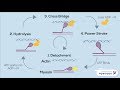 The Sliding Filament Theory of Muscle Contraction | FOUR STEPS