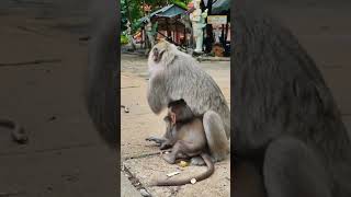 A little baby monkey playing happy and funny 096 #shorts