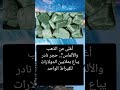 أغلى من الذهب والألماس حجر نادر يباع بملايين الدولارات للقيراط الواحد السعودية الجزائر العراق أغلى من الذهب والألماس حجر نادر يباع بملايين الدولارات للقيراط الواحد السعودية الجزائر العراق