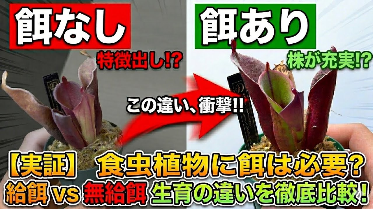 kkkkk.plants様 ありがとうございます。 Announcement] Honestly, do carnivorous plants really need food? A