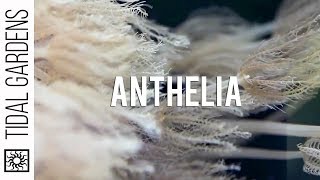 Waving Hand Anthelia Soft Coral