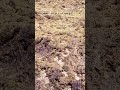 اللهم أ مين يارب العالمين لايك اشتراك من فضلكم والكم جزيل الشكر اللهم أ مين يارب العالمين لايك اشتراك من فضلكم والكم جزيل الشكر