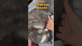 또 만져 목소리 심쿵 요주의 볼륨업필수 #금채힐링tv #나만없어고양이 #갖고싶다고양이 #챌린지 #고양이일상 #후추네 #행복이 #사랑이 #세냥이 #뚱냥이 😀