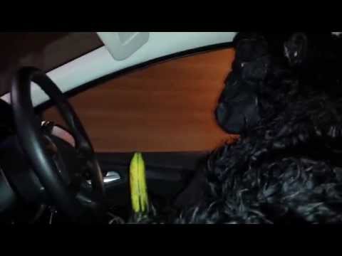 monkey-suit-prank-|-robroyston-mcdonalds-drive-thru