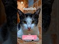 😿 Tatapan Kucing Ini Membuatku Terdiam... Ada Kesedihan yang Tak Bisa Ia Katakan