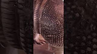 Weird ARMADILLO at American steakhouse 👺 страшная СКОТИНА в американском ресторане 👹#armadillo ,