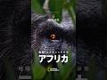 地球：生き物たちの故郷〜アフリカ – 予告編 | ナショジオ