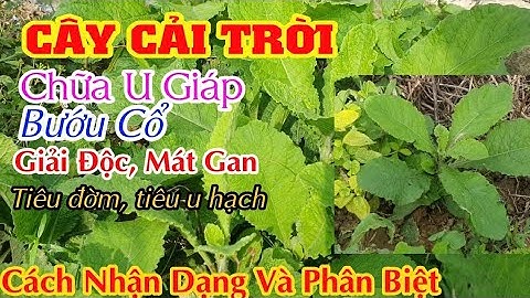 Cây cải trời - công dụng chữa bướu cổ, u tuyến giáp, u hạch, sưng viêm, tắc tĩnh mạch, rò mủ