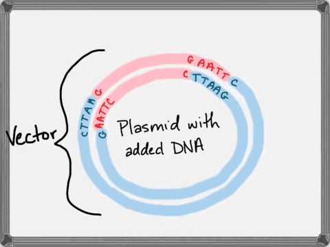 Video: Maaari bang putulin ng mga restriction enzyme ang RNA?