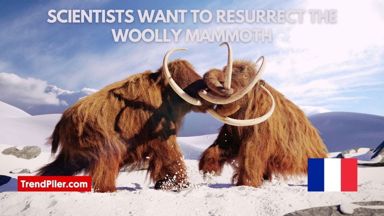 Scientists want to resurrect the woolly mammoth  They just got $15 million to make it happen