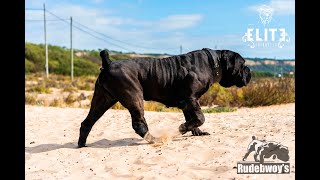 Hulk Small Teaser Black Boerboel