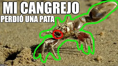 ¿Pueden los cangrejos regenerar extremidades?