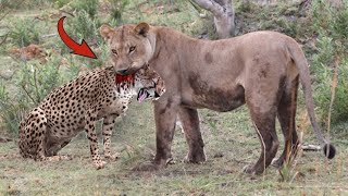 DIB4NTAI TANPA AMPUN, Singa Betina H4bisi Seekor Cheetah Yang Memasuki Wilayahnya