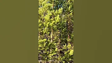 Соловей поёт. Хорошо поёт соловей. Когда начинают петь соловьи? Почему поёт соловей?
