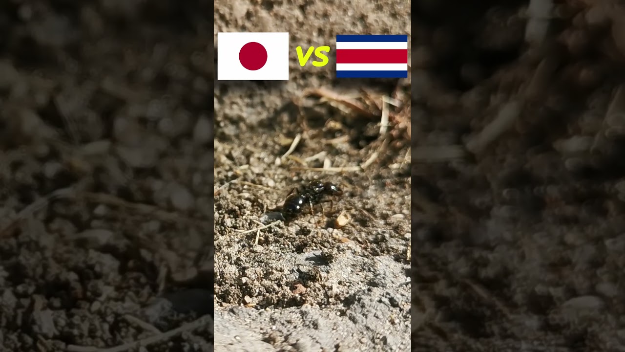 Japan vs Costa Rica ⚽🐜 Guessing Queen Ant ⚽ World Cup 2022 Qatar 