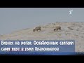 Бизнес на рогах: Ослабленные сайгаки сами идут в руки браконьеров