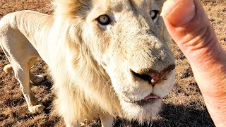 How Does Kevin Richardson Move 6 HUNGRY HORRORS? | The Lion Whisperer