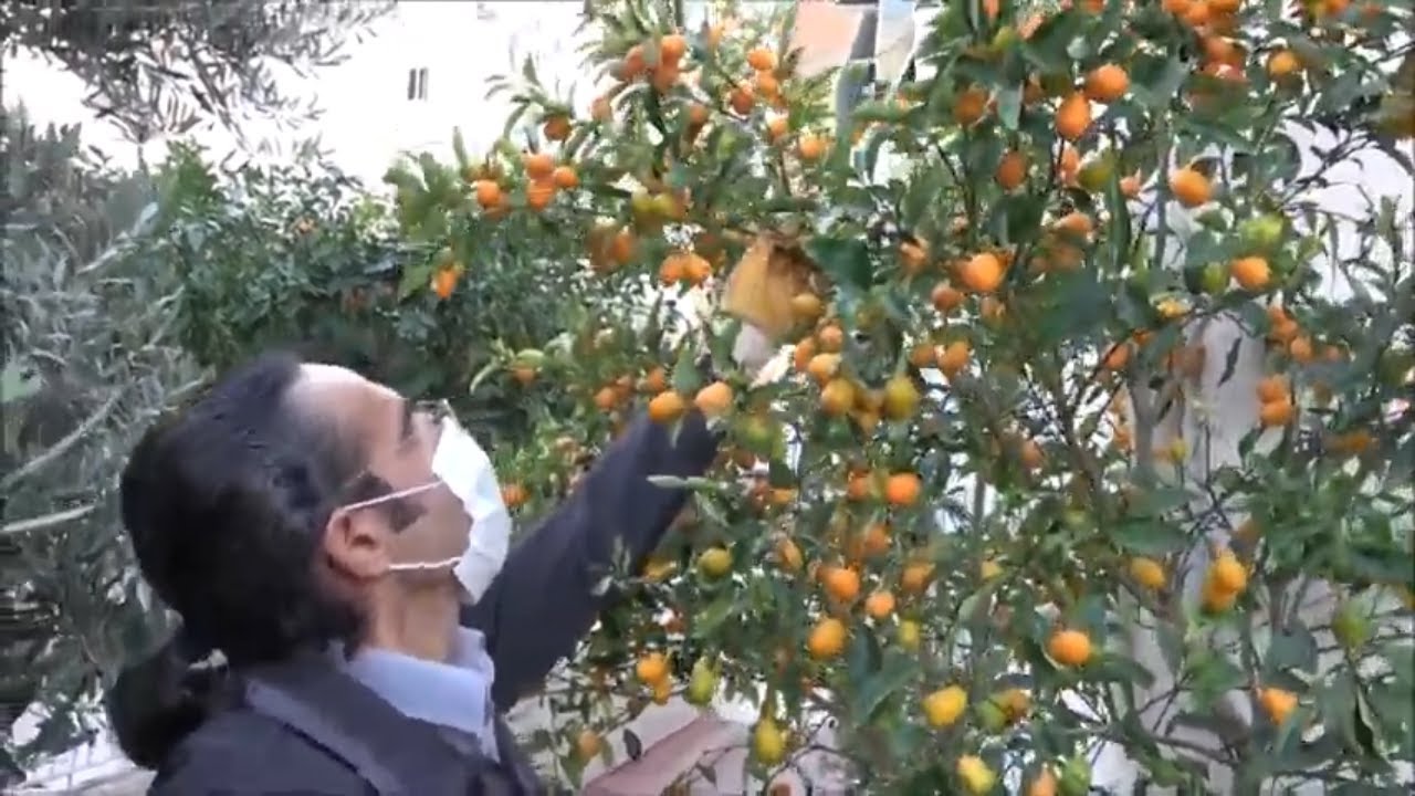 Hiç Böyle Kamkat Ağacı Gördünüz mü