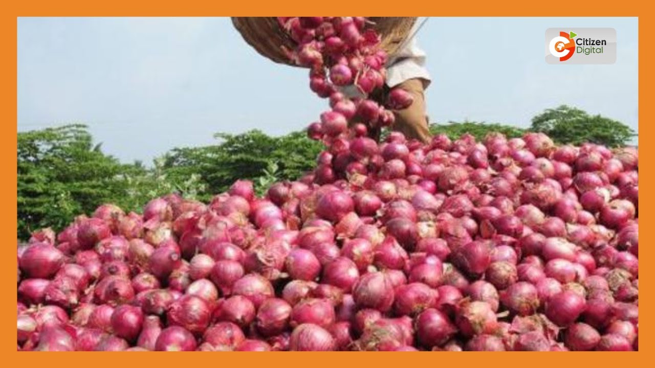 | Kenya's Gold | Horticulture: Onion Farming
