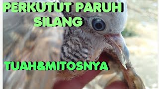 MITOS PERKUTUT PARUH SILANG⁉️