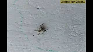 happiest 🕷️ Wealth