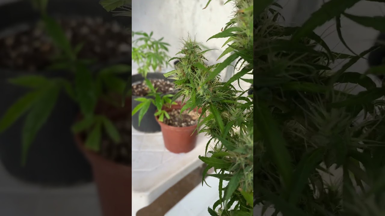 ✂️Colheita adiantada, semente de prensado🌱 