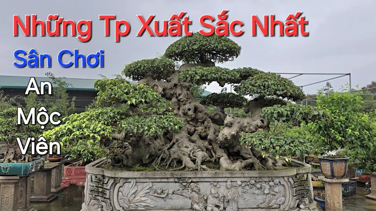 CHỌN LỌC những TP ĐẸP & QUÝ NHẤT tại trưng bày TL vườn AN MỘC VIÊN đầu xuân 2025 .