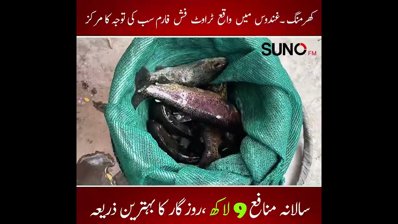 Trout Fish Farm in Ghondus, Kharmang | Boosting Gilgit-Baltistan's Economy