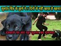 Sushant Singh Rajput के pet dog ने खाना-पीना किया बंद | NOOK POST