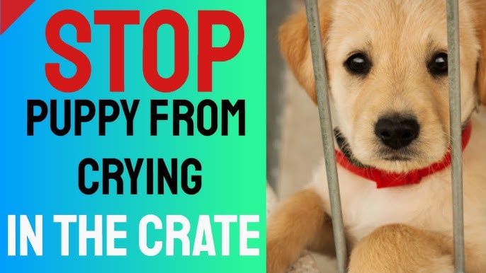 Fenzi Dog Sports Academy - LS135: Crate Training Dogs: Happy Crating for  Life